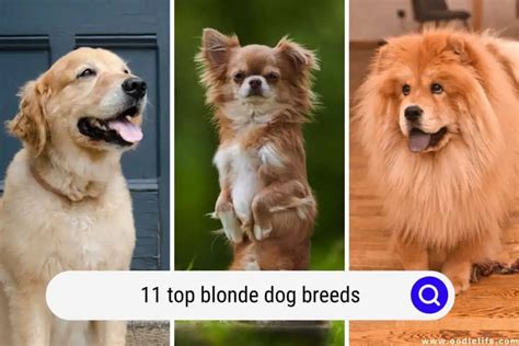 small blonde dog|legally blonde dog breed.